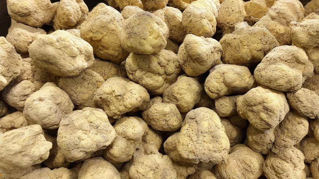 White Alba Truffles